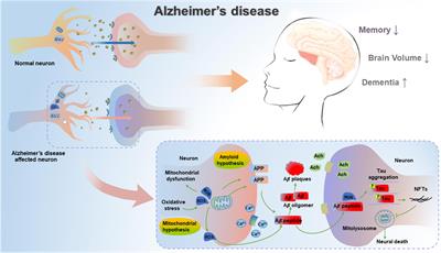 Exercise-Induced Benefits for Alzheimer’s Disease by Stimulating Mitophagy and Improving Mitochondrial Function